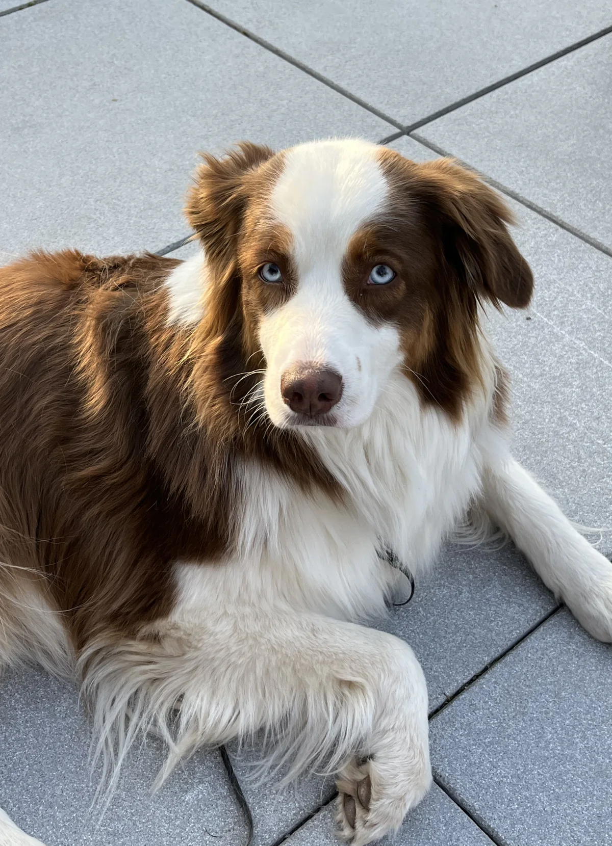 Dr Massing Hyalove Portrait 2.JPG